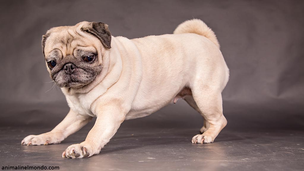 Cane Carlino