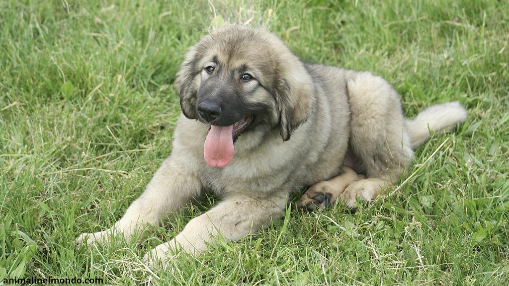 Cane Romanian Carpathian Sheperd Dog