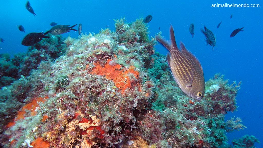 Pesce Castagnola