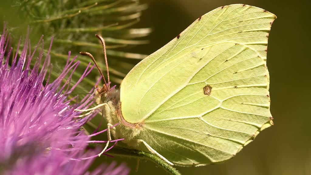 Farfalla Cedroncella
