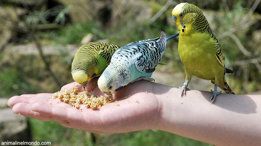 I cereali, sani e squisiti