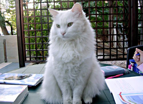 Un gatto per amico