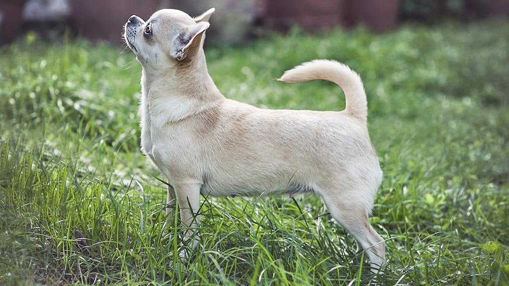 Cane Chihuahua