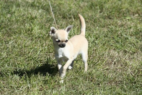 I nostri cani