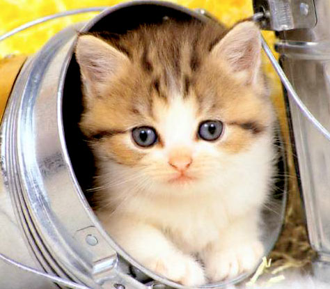 Storia della mia gattina