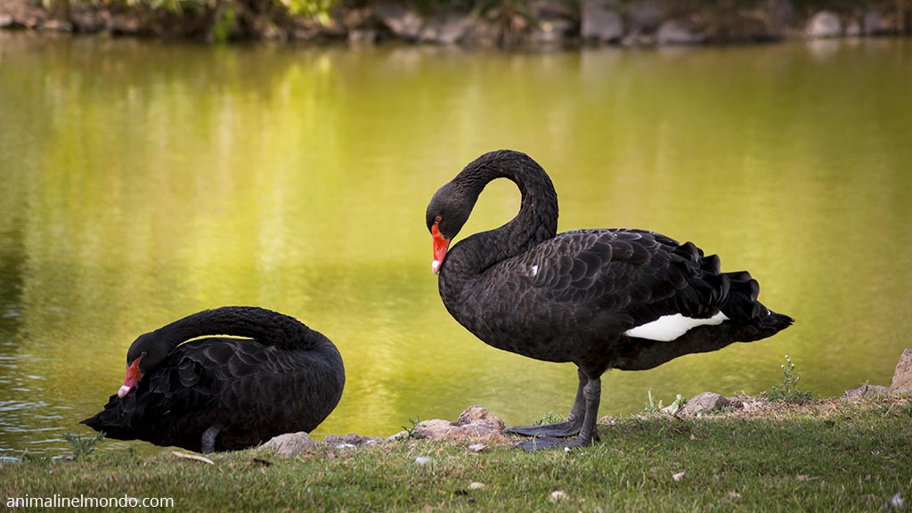 Cigno nero