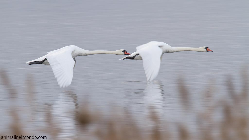 Cigno reale