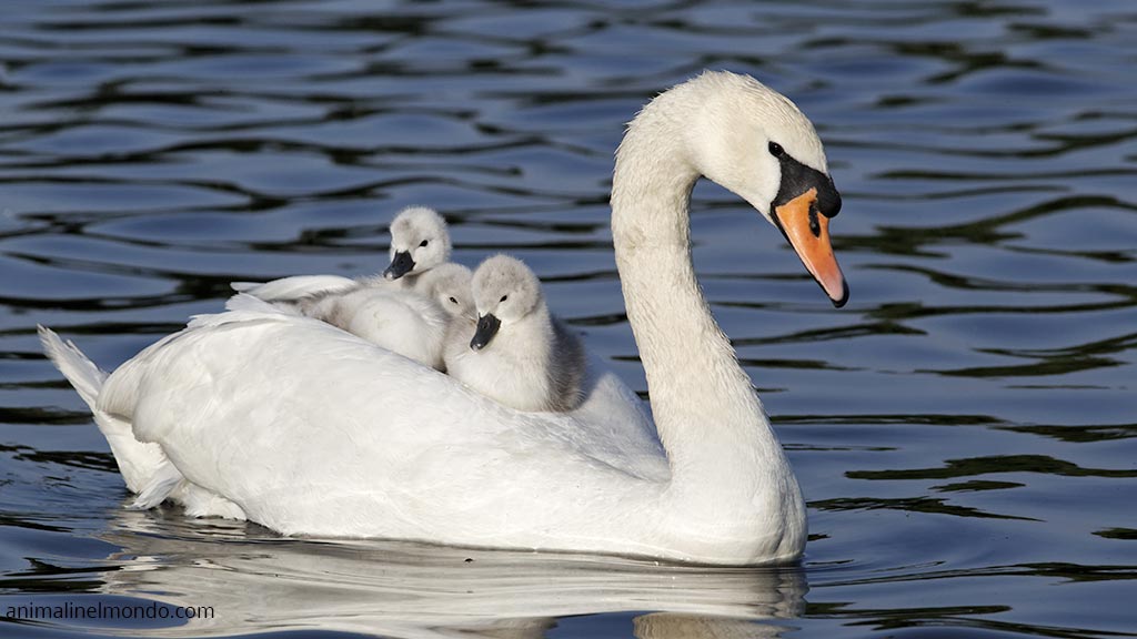 Cigno selvatico