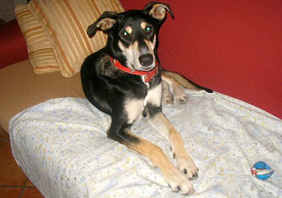 La mia piccola Cindy