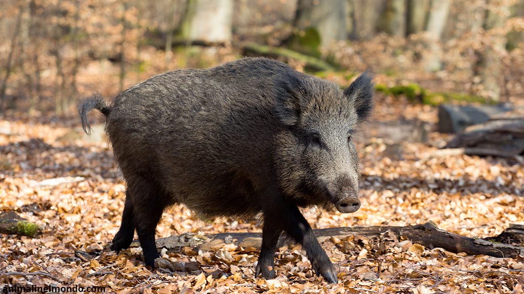 Cinghiale