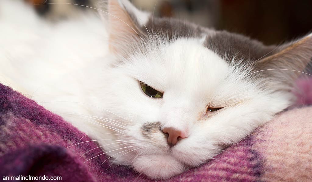 Clamidiosi gatto