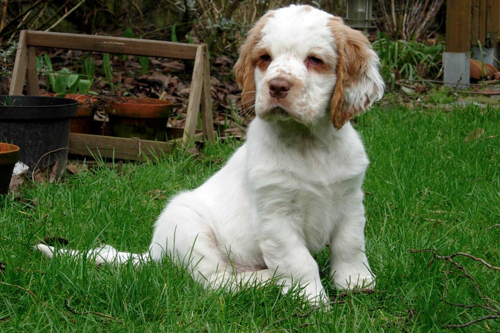 Cane Clumber Spaniel