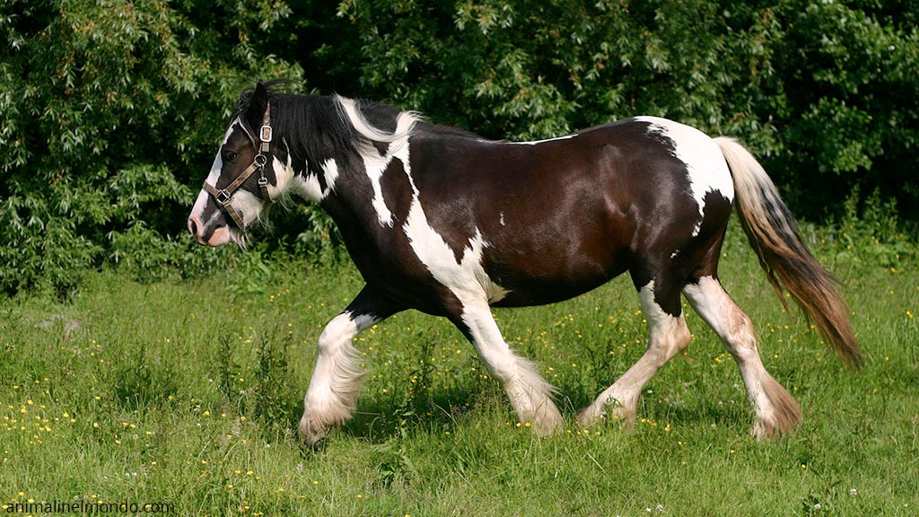 Cob Irlandese