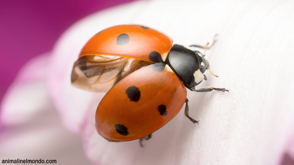 Coccinella