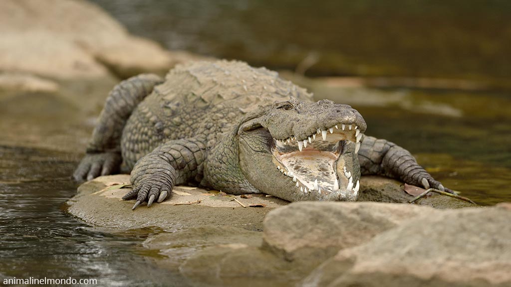 Coccodrillo