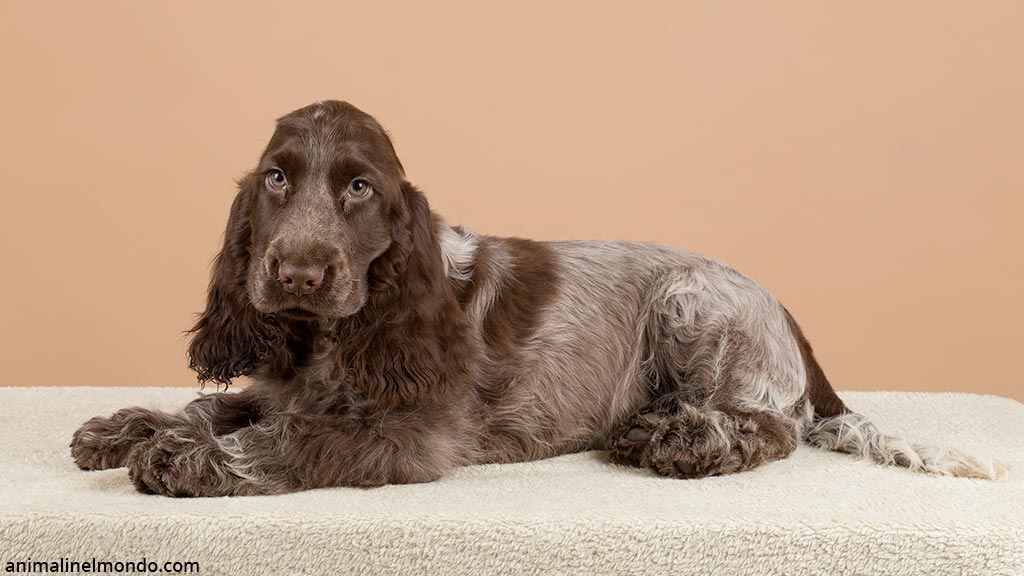 Cane Cocker Spaniel inglese