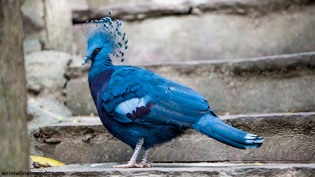 Colombo coronato