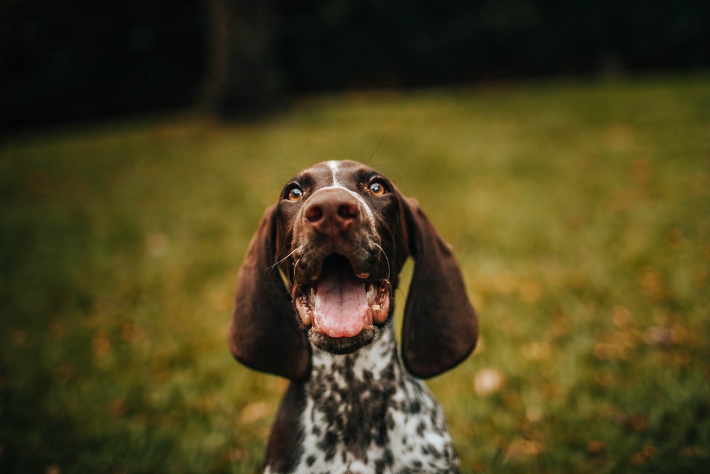 Come togliere una zecca al cane