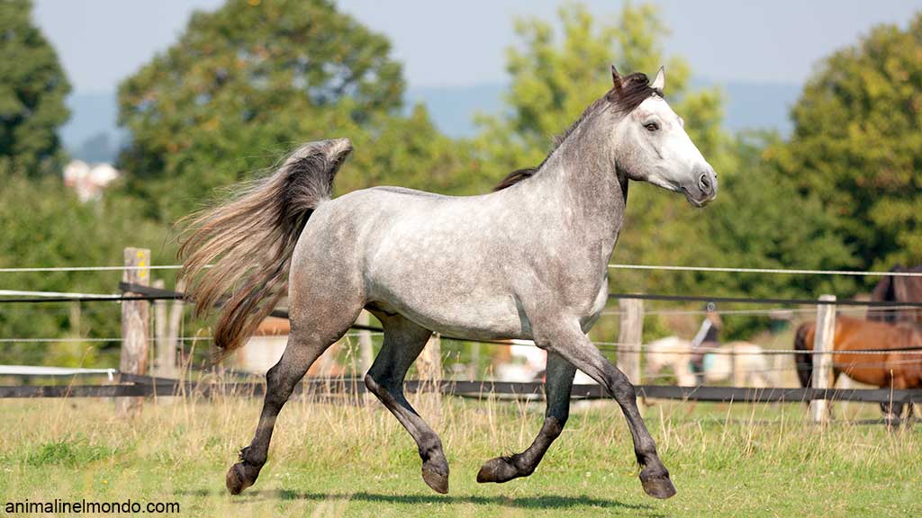 Pony Connemara