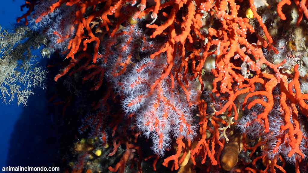 Corallo rosso