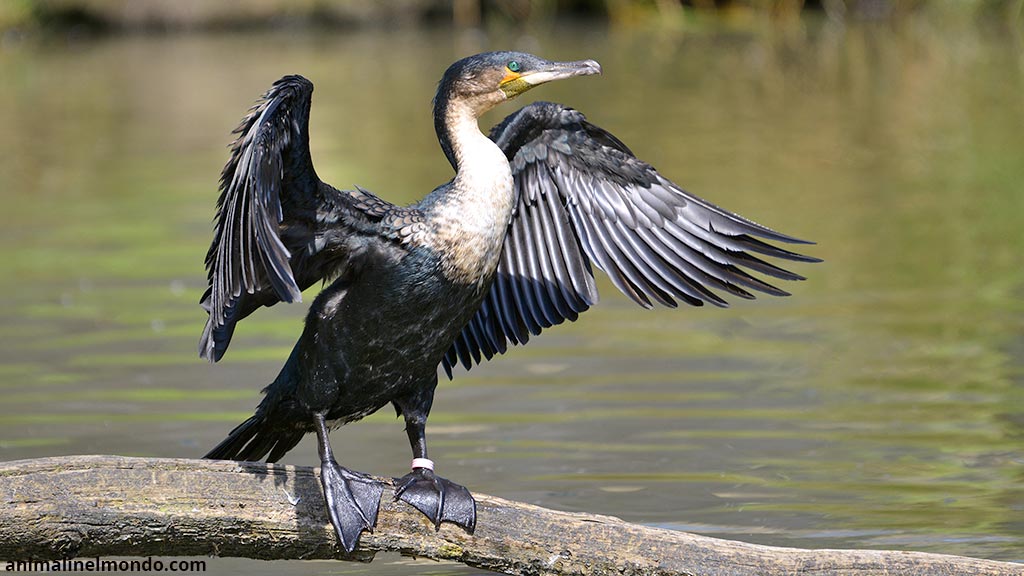 Cormorono