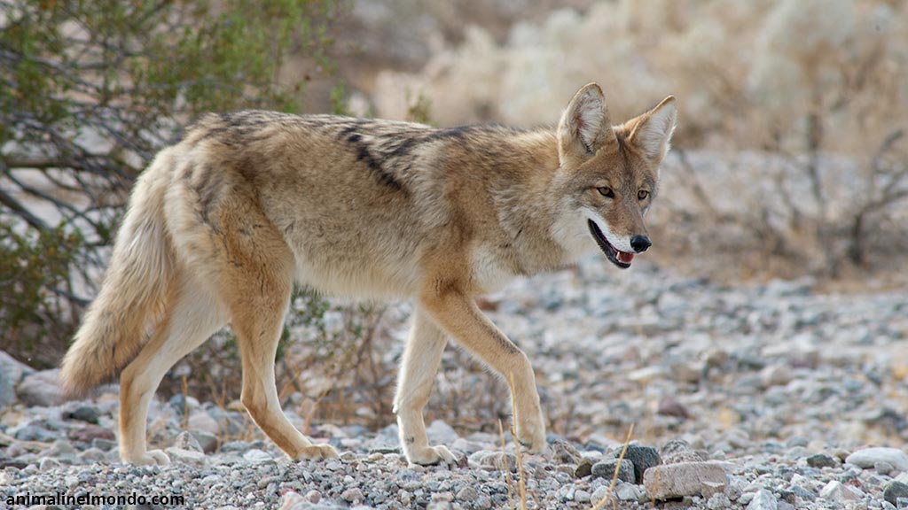 Coyote