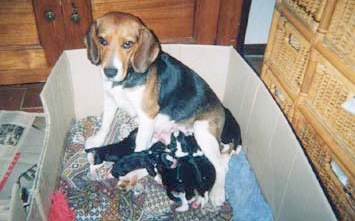 Cuccioli di Beagle
