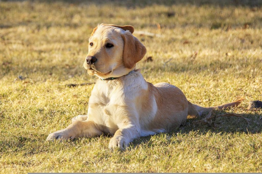 Cani al parco: 5 errori da evitare