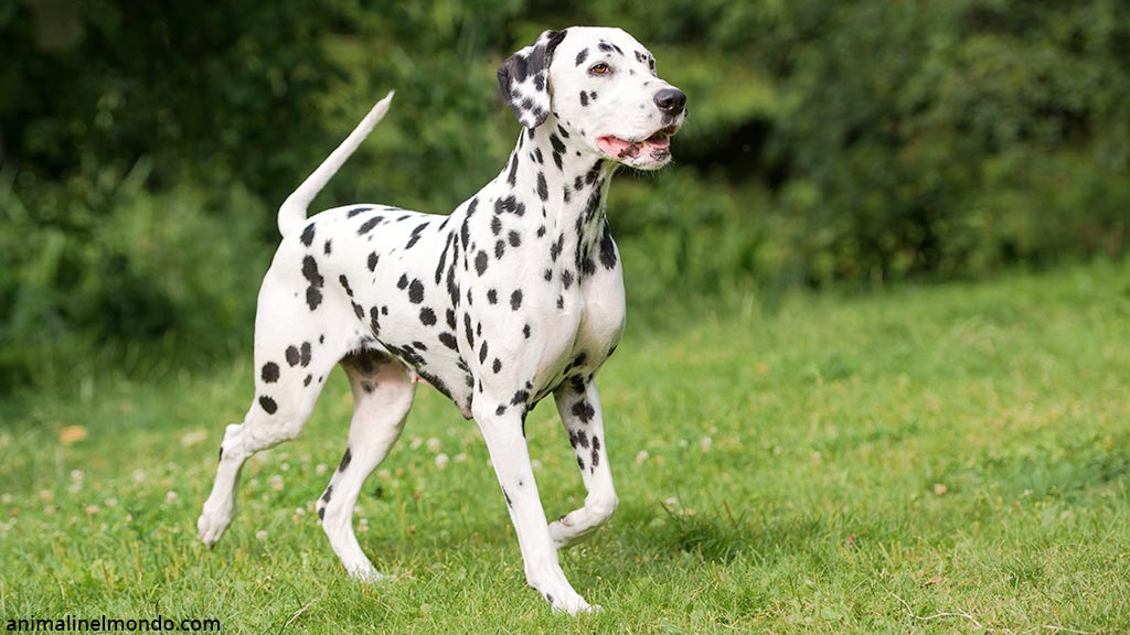 Cane Dalmata