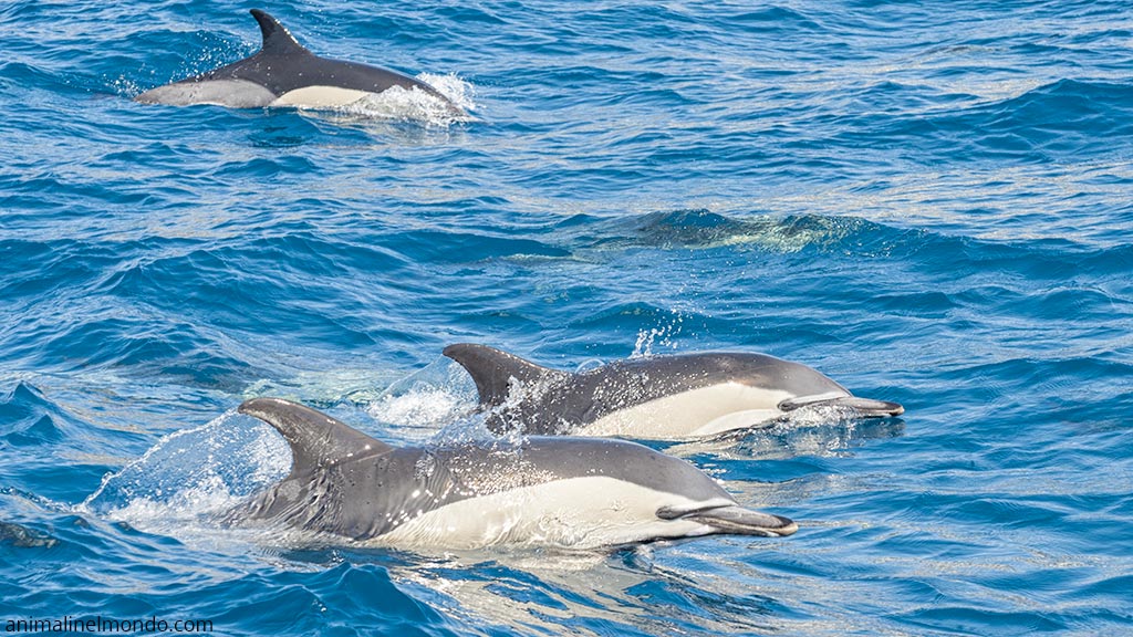 Delfino Comune