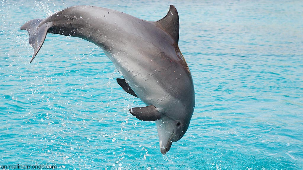 Delfino Tursiope