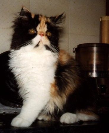 La Deisy