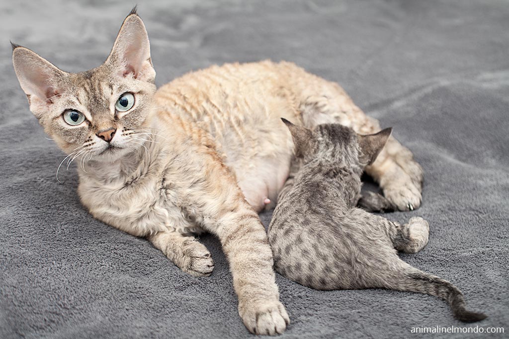 Devon Rex