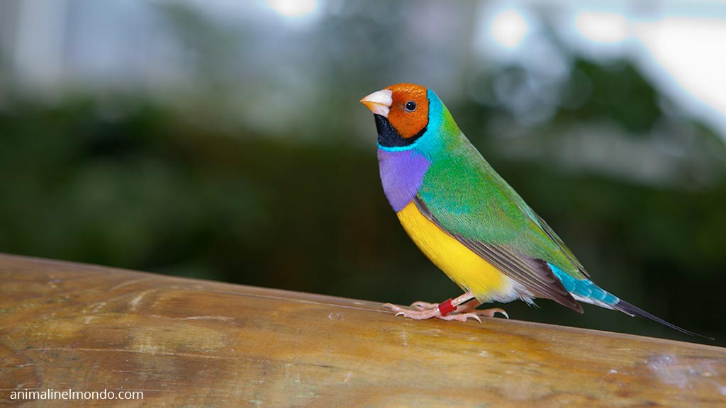 Diamante di Gould