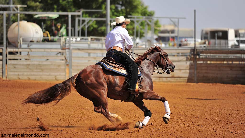 Le discipline della monta western