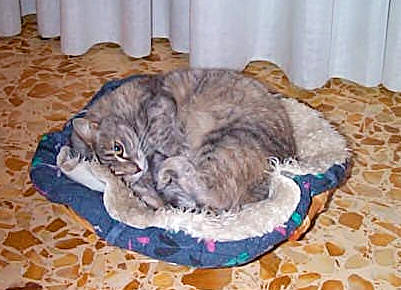 La bella Duchesssa