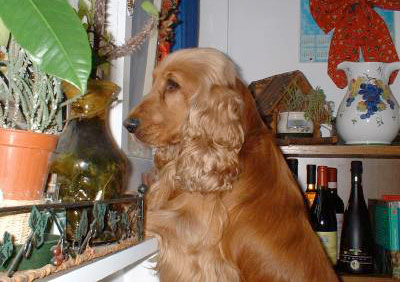 Il mio dolce Dux