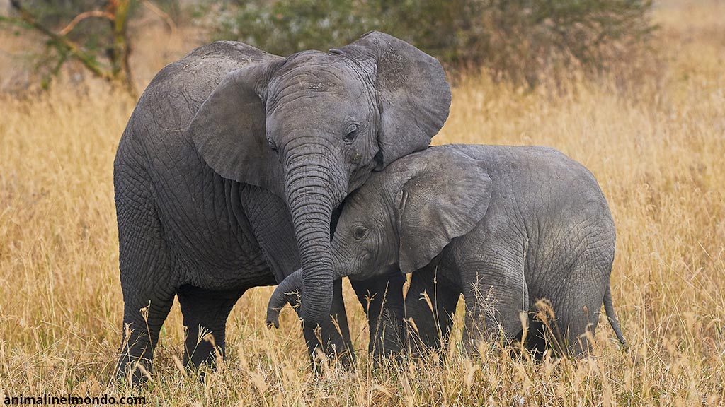 Elefante