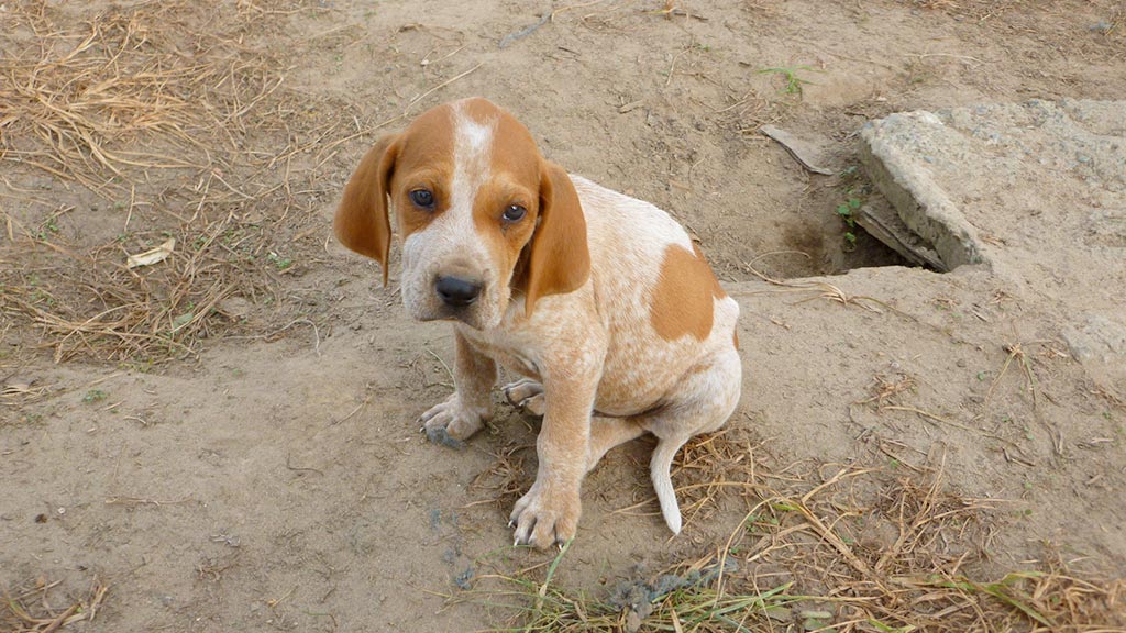 Cane English coonhound