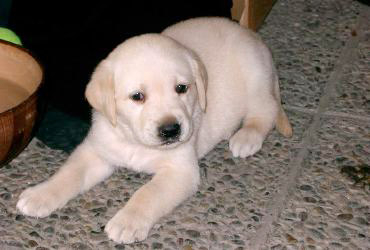 Storia di un cane sugoso