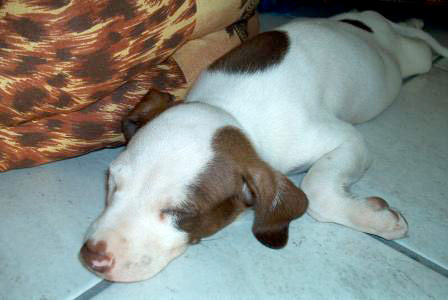 Ettore