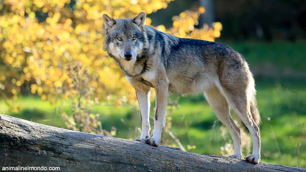 L’evoluzione del cane