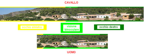 La vista figura 1