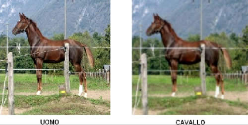 La vista del cavallo 10-11