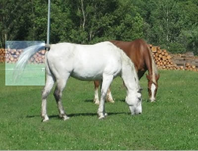 La vista del cavallo 12