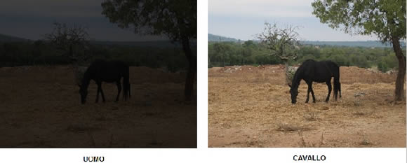 La vista del cavallo 15-16