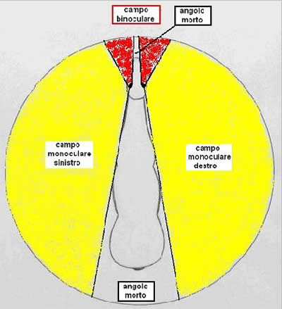 La vista figura 2
