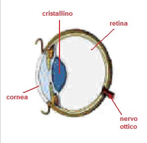 La vista del cavallo 2