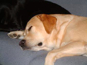 Il mio primo labrador