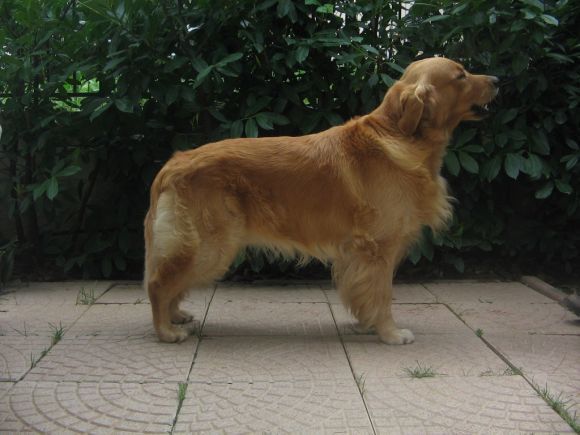 Golden Retriever